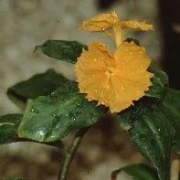 thumbnail for publication: Costus igneus Spiral Flag, Fiery Costus